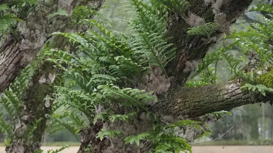 独孤伽罗_伽罗_跟上伽罗米亚