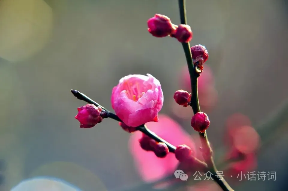 基头动漫_基头是什么意思_基头四