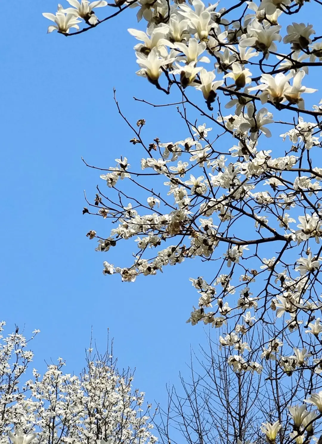 里见灯花_灯下见是什么意思_灯下看花的诗句