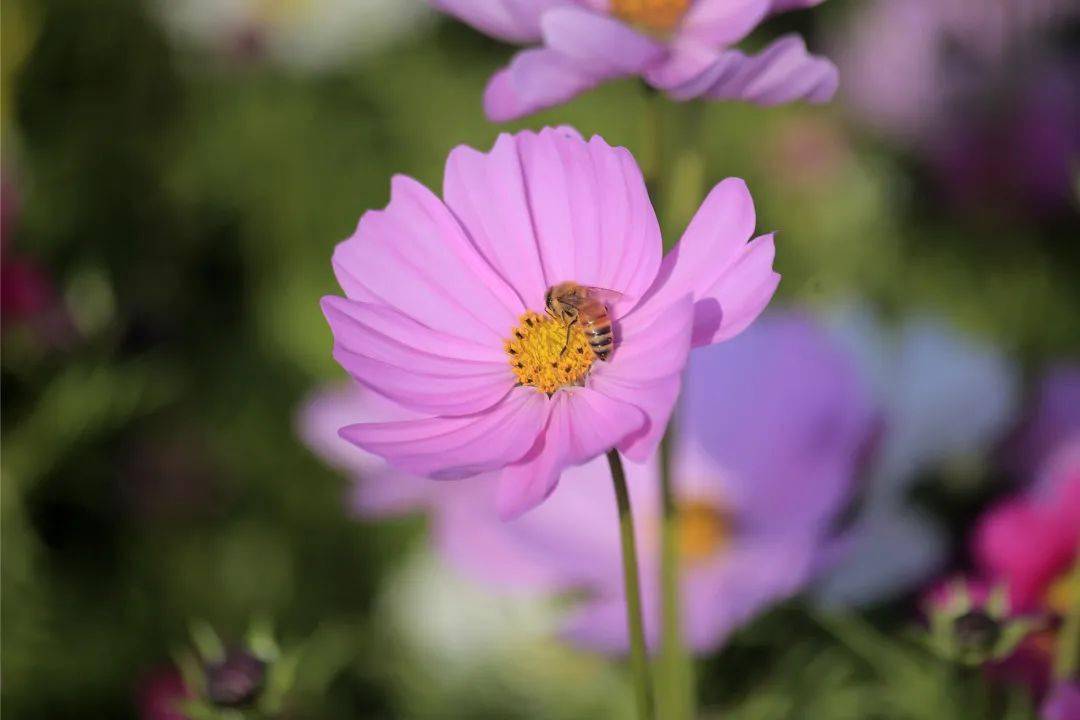 春分开什么花_姚花春_在春分开的花有哪些