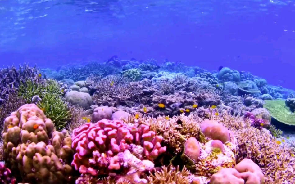 海洋主题_海洋主题手抄报_海洋主题酒店