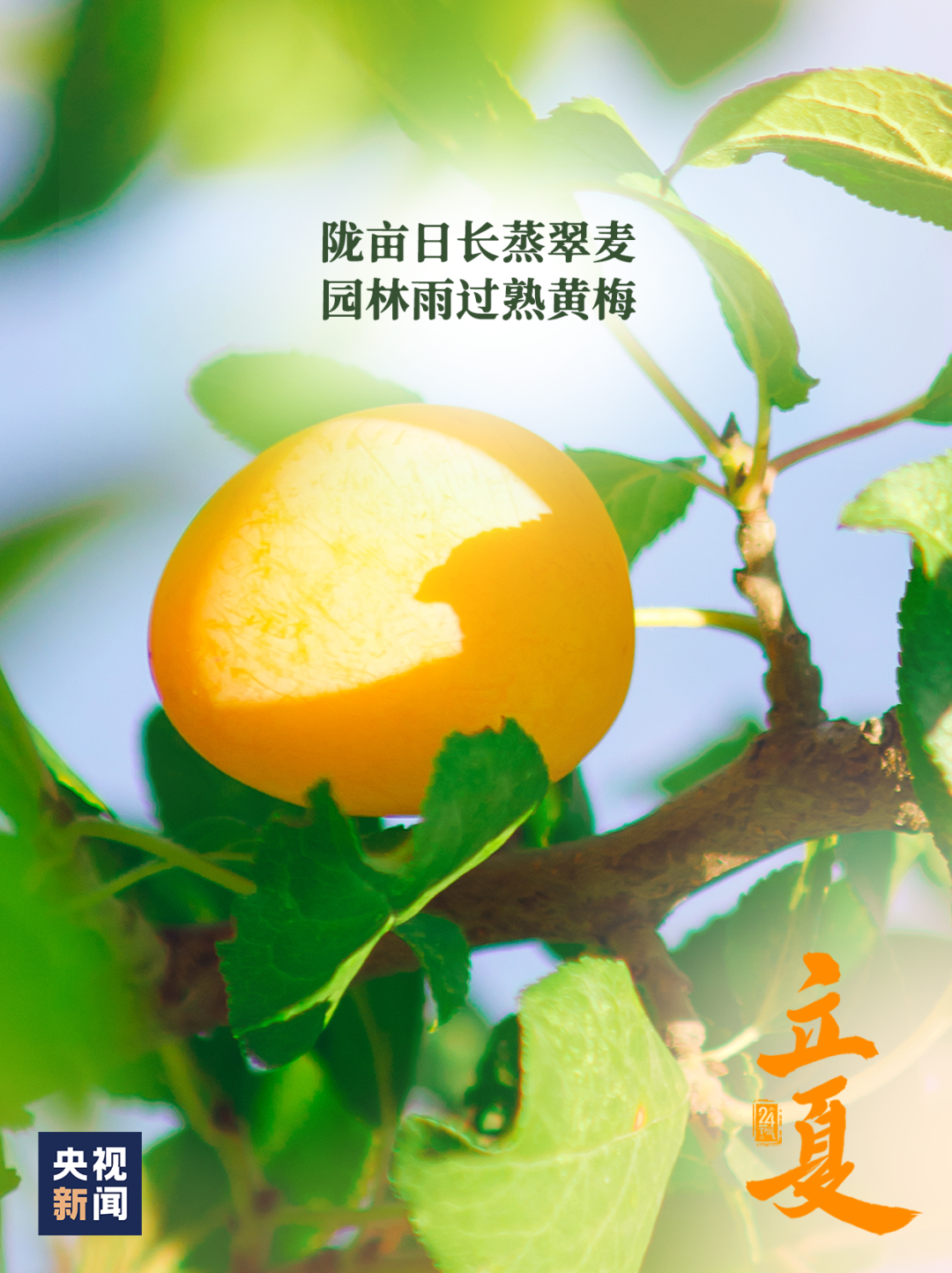 立夏一候_立夏一候_立夏一候
