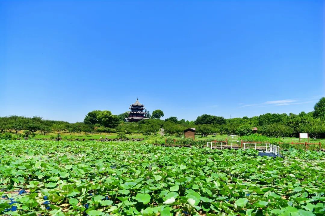 单机游戏集合手机版_单机游戏大全手机_手机单机游戏合集