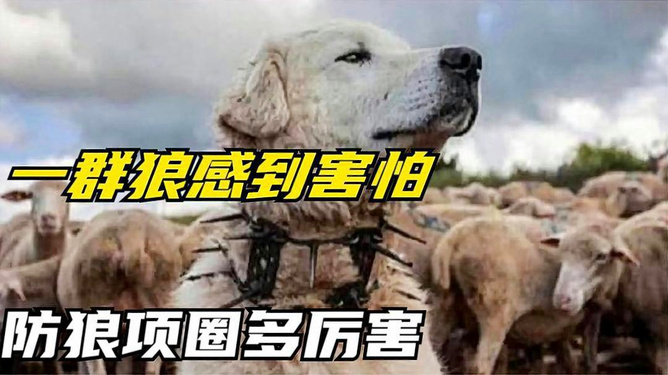 项圈恶意_宠物项圈_恶意项圈射击