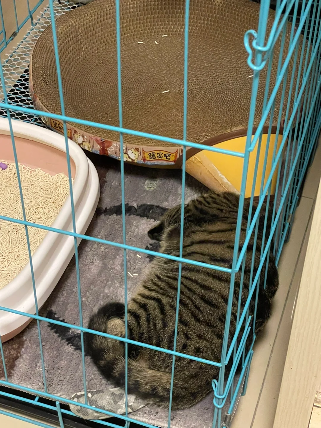 查花猪_查花猪_查花猪